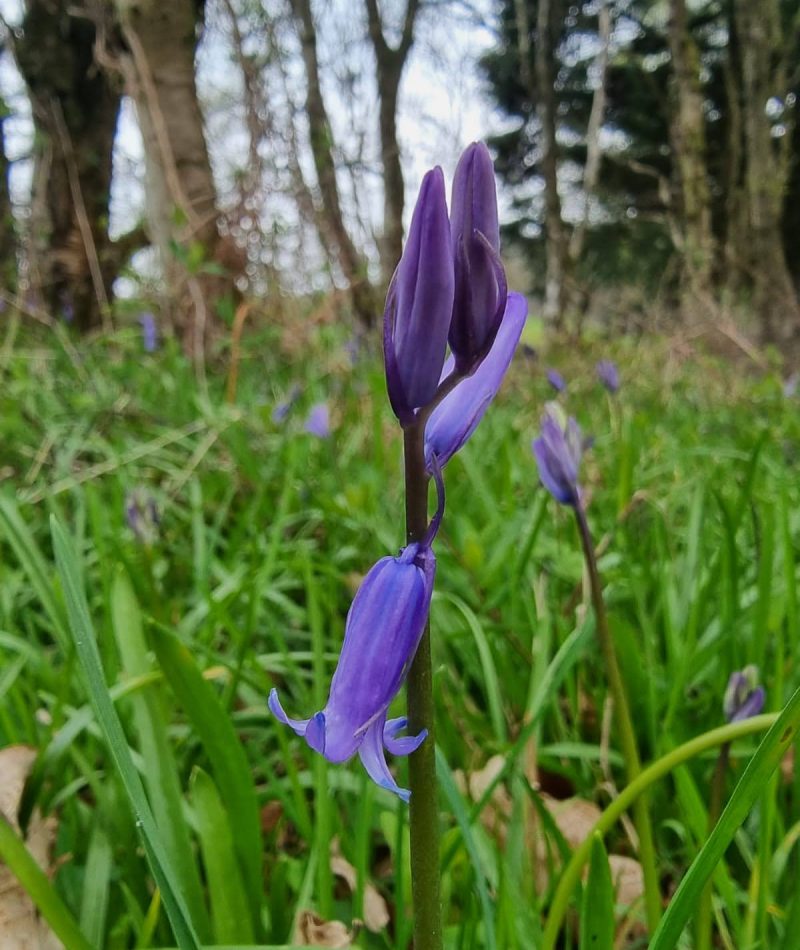 Bluehend